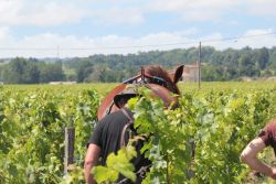 Ouverture des inscriptions "Perfectionnement à la traction équine en viticulture"